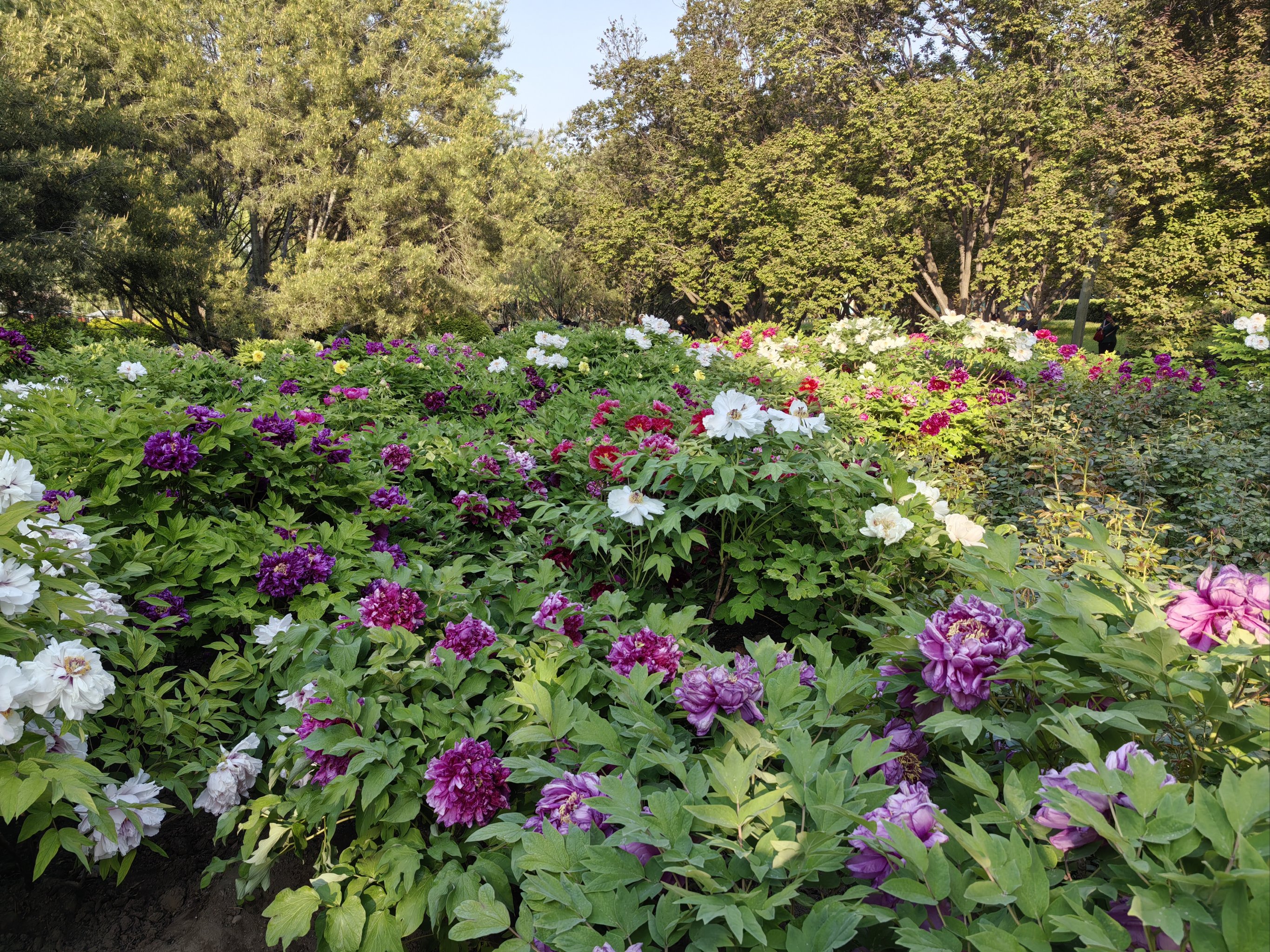 莲花池公园牡丹花图片