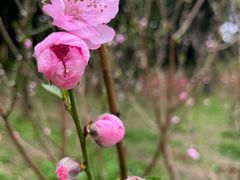 -桃花涧