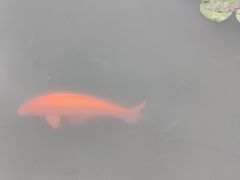 -西湖游船