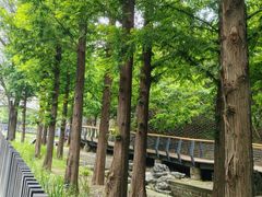 -白水寺森林公园