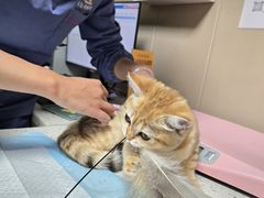-半岛宠物医院24小时·内窥镜·牙科·碎石中心(府城大道店)