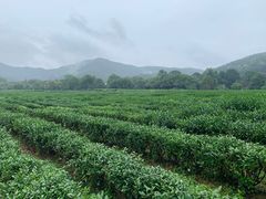-中国茶叶博物馆(双峰馆区)
