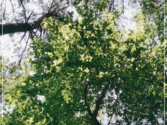 -铁山坪森林公园