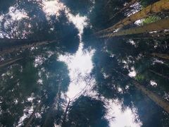 -武陵山森林公园