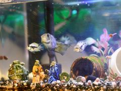 -深蓝金枪·深海鱼刺身(香洲店)