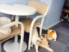 -喵的天空名猫咖啡馆·撸猫·猫舍·用品