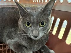 -瑞派动物医院·猫专科·至诚(江南中分院)