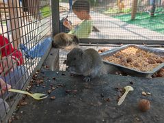 -欢乐松鼠谷