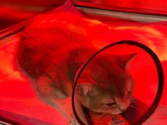 -爱诺耐芙动物医院(万博店)