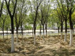 -永定河休闲森林公园