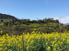 -桑洲油菜花景区