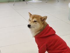 -怪兽屋·羊驼·猫咖·狗咖(俊华广场店)