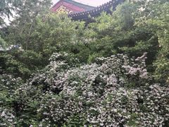 -曹州牡丹园