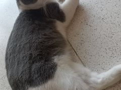 -飞行喵MR PILOT|猫舍·猫咖(静安大融城店)