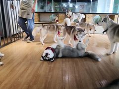 -Husky Go! 哈士奇体验馆·宠物咖啡厅狗咖