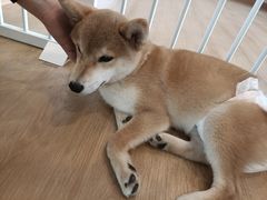 -南京Hallo宠物乐园·哈罗犬舍·柴犬繁育基地