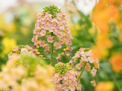 -中国天府农业博览园