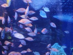 -太平洋海底世界