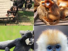 -大连森林动物园