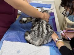 -美联众合动物医院·24h京西诊疗中心