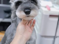 -小尾巴宠物店(万科·金域华庭店)