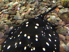 -迪拜水族馆及水下动物园