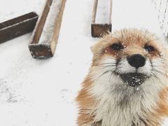 -宫城藏王狐狸村