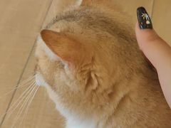 -Let's go狗咖·猫咖·奶狗·桌游(春熙路IFS店)