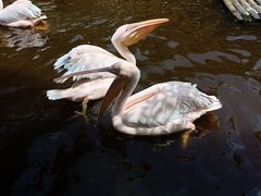 -中国大熊猫保护研究中心雅安碧峰峡基地