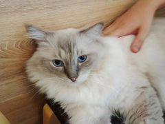 -滚猫咖啡·猫咖·猫友好撸猫(未来城店)