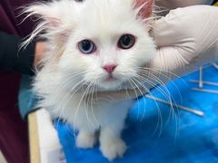 -艾贝尔宠物诊疗