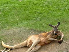 -西霞口神雕山野生动物世界
