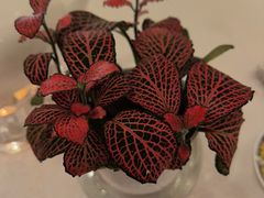 -南海渔村(珠江新城店)