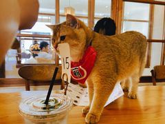 -猫小主咖啡·猫咖cat cafe(福田店)