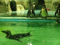 -北戴河圣蓝海洋公园