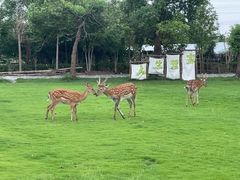 -不觉晓CAMPING(上海迪士尼营地店)