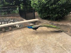 -合肥野生动物园