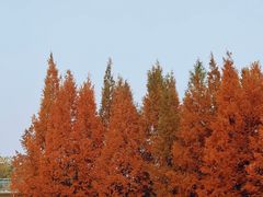 -白鹭湾湿地公园