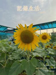 -可可天空农场(东部新城银泰店)