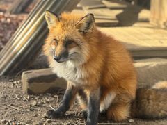 -宫城藏王狐狸村