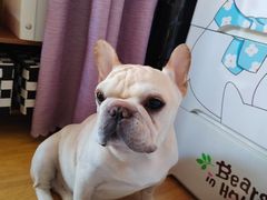 -北京派仕佳德动物医院·超导核磁·CT·神经科·骨科·内外科·急重症管理中心