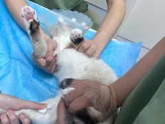 -达爱动物医院·犬猫分区·CT·复杂眼科(远洋山水分院)