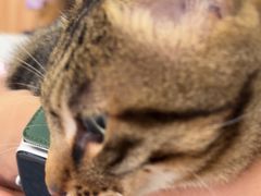 -瑞鹏宠物医院·骨科·猫科·内科(第一中心)