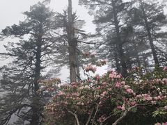 -瓦屋山景区
