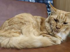 -MOCHA明星猫咖(田子坊店)