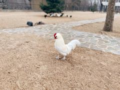-秦皇岛野生动物园