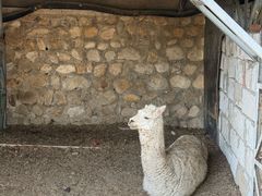 -丽泽山庄·生态怀柔菜·虹鳟鱼(红螺寺店)