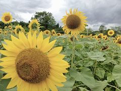 -光明小镇欢乐田园