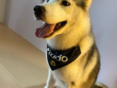 -Husky Go! 哈士奇体验馆·宠物咖啡厅狗咖