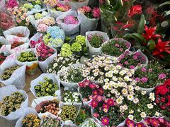 -循礼门鲜花花市(武汉循礼门店)